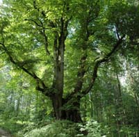 Deutschland - Allgäu - Alte Linde bei Ratzenried